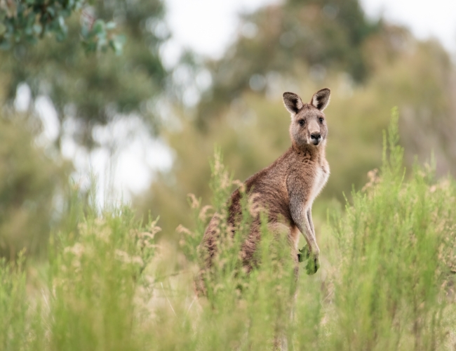 ADELAIDE (SW) 