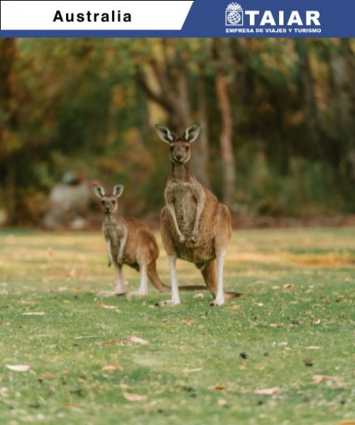 AUSTRALIA - SELECCIN