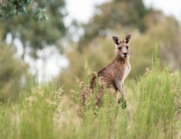 ADELAIDE (SW) 